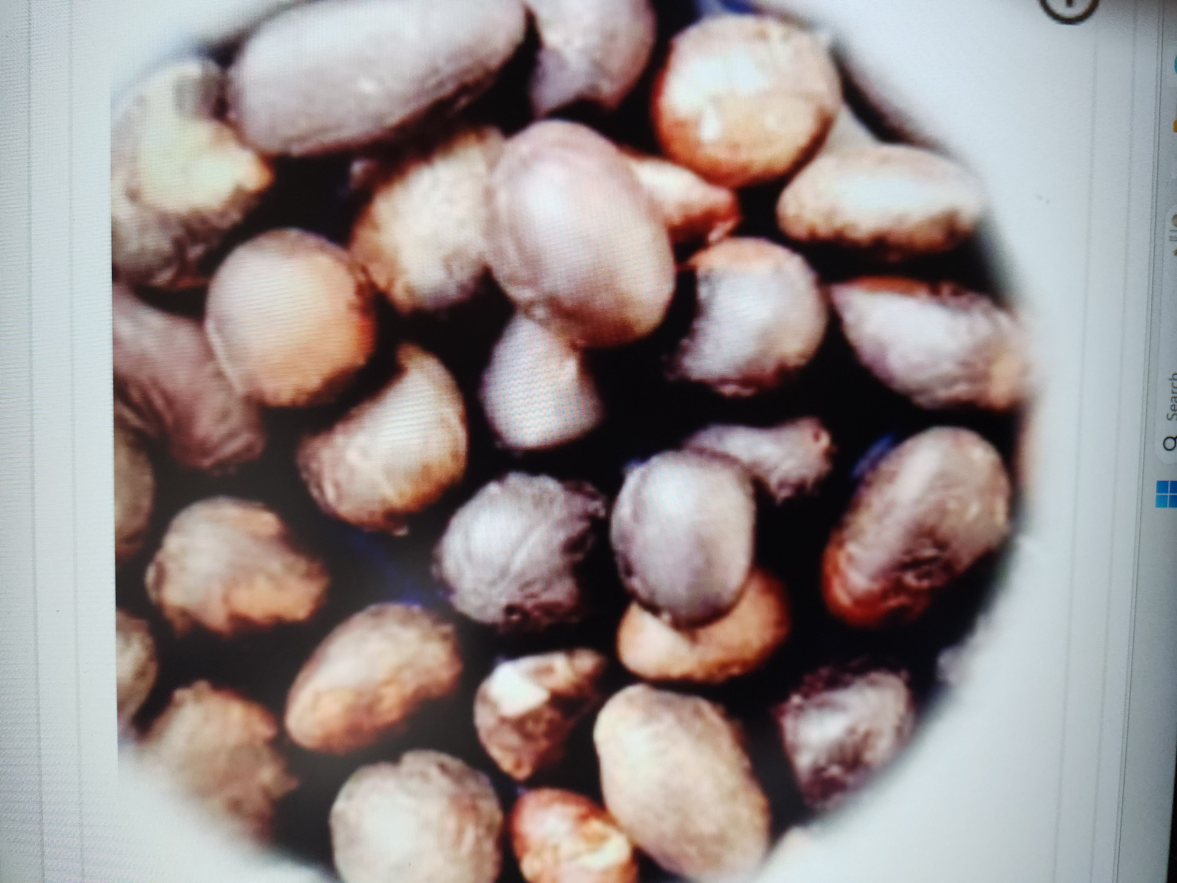 Palm kernel nuts