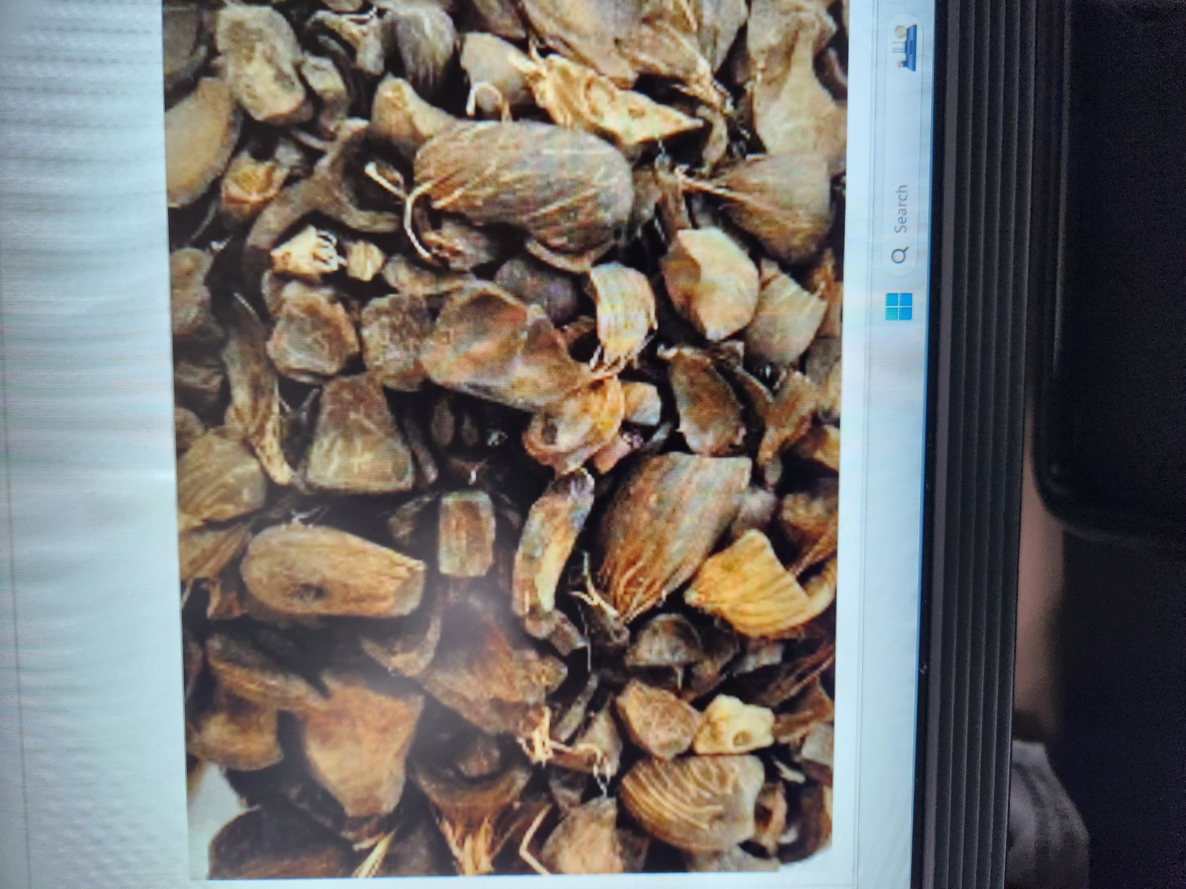 Palm kernel shell